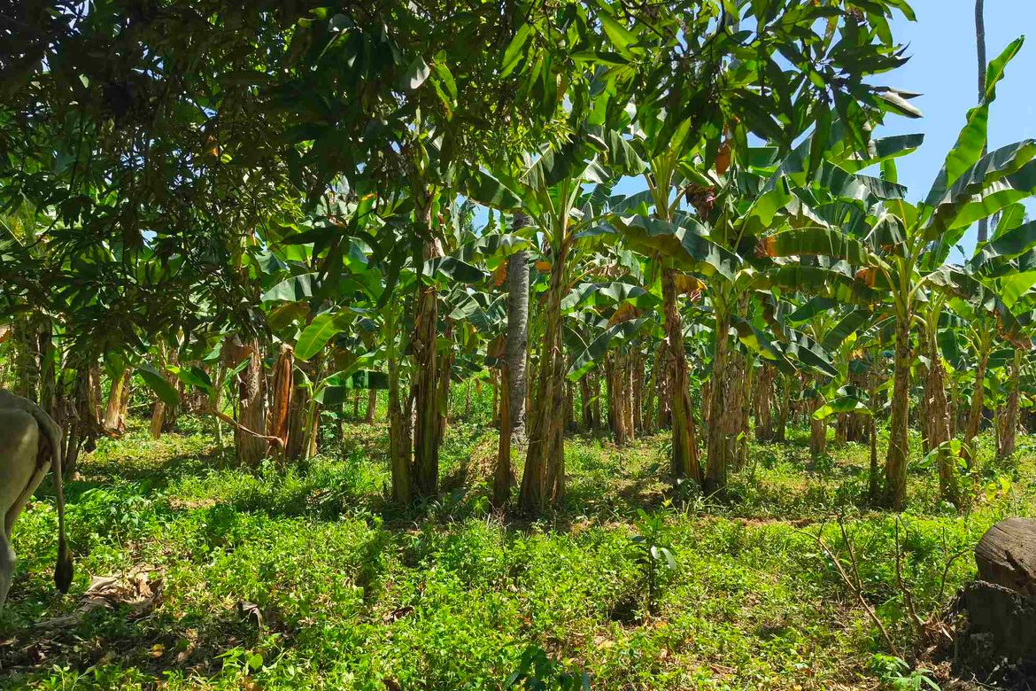 Land for Sale in Talavera, Toledo, Cebu