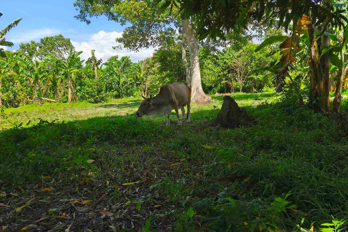 Land for Sale in Talavera, Toledo, Cebu – photo 4