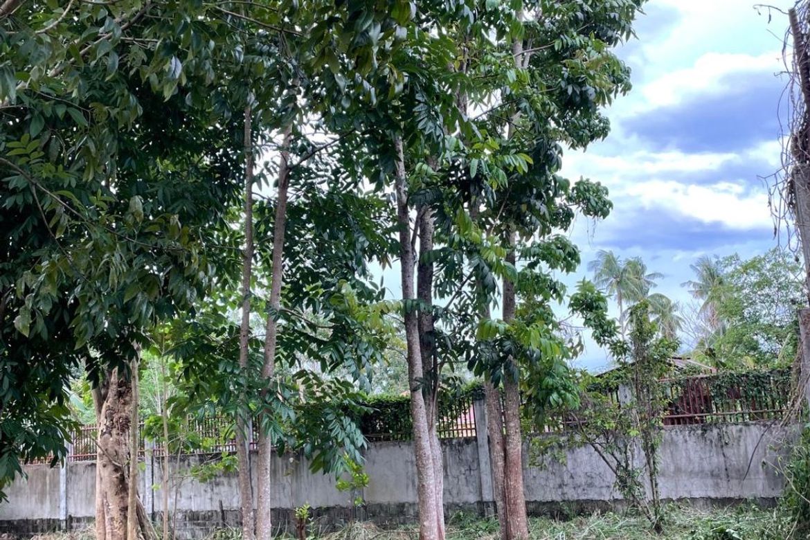 Land for Sale in Talay, Dumaguete, Negros Oriental