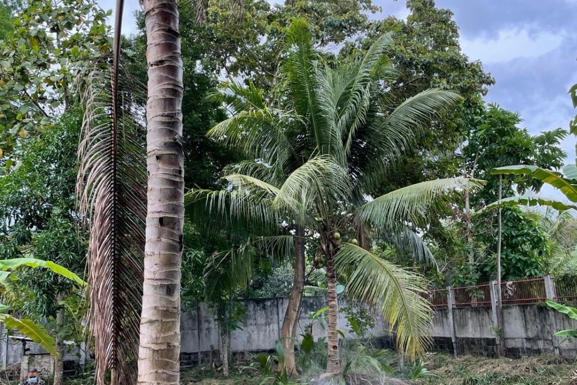 Land for Sale in Talay, Dumaguete, Negros Oriental – photo 6