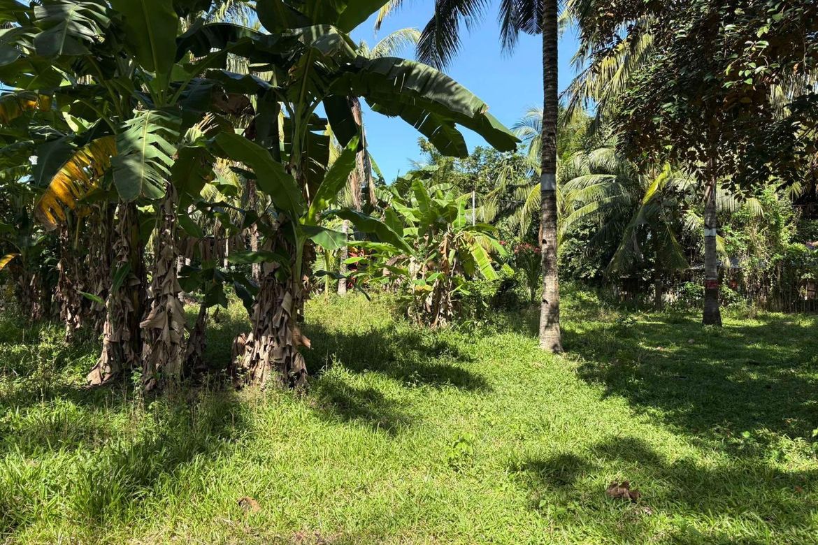 Land for Sale in Talay, Dumaguete, Negros Oriental – photo 3