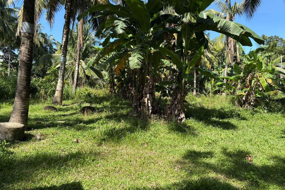 Land for Sale in Talay, Dumaguete, Negros Oriental – photo 4