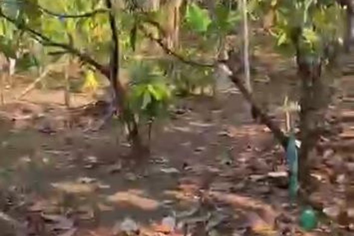 Land for Sale in Talon, Amadeo, Cavite – photo 2