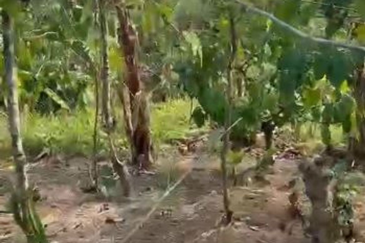 Land for Sale in Talon, Amadeo, Cavite – photo 6