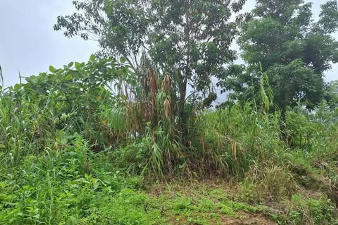 Land for Sale in Taloy Norte, Tuba, Benguet