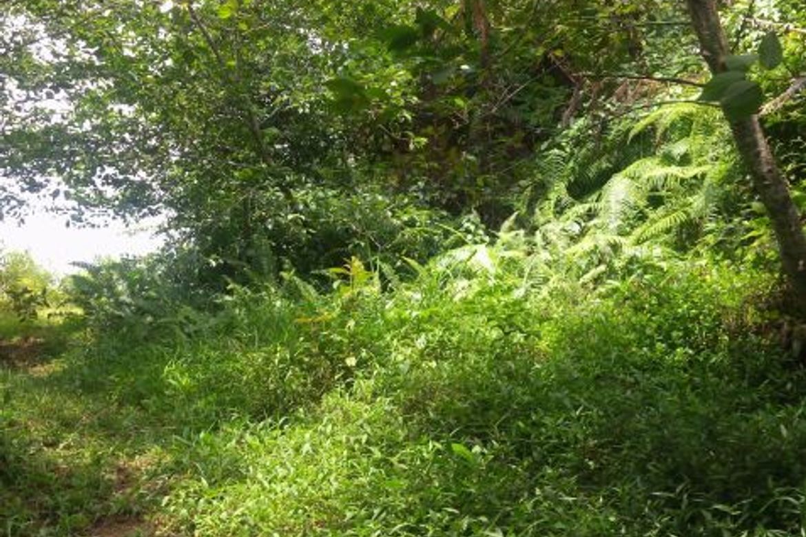 Land for Sale in Taloy Sur, Tuba, Benguet