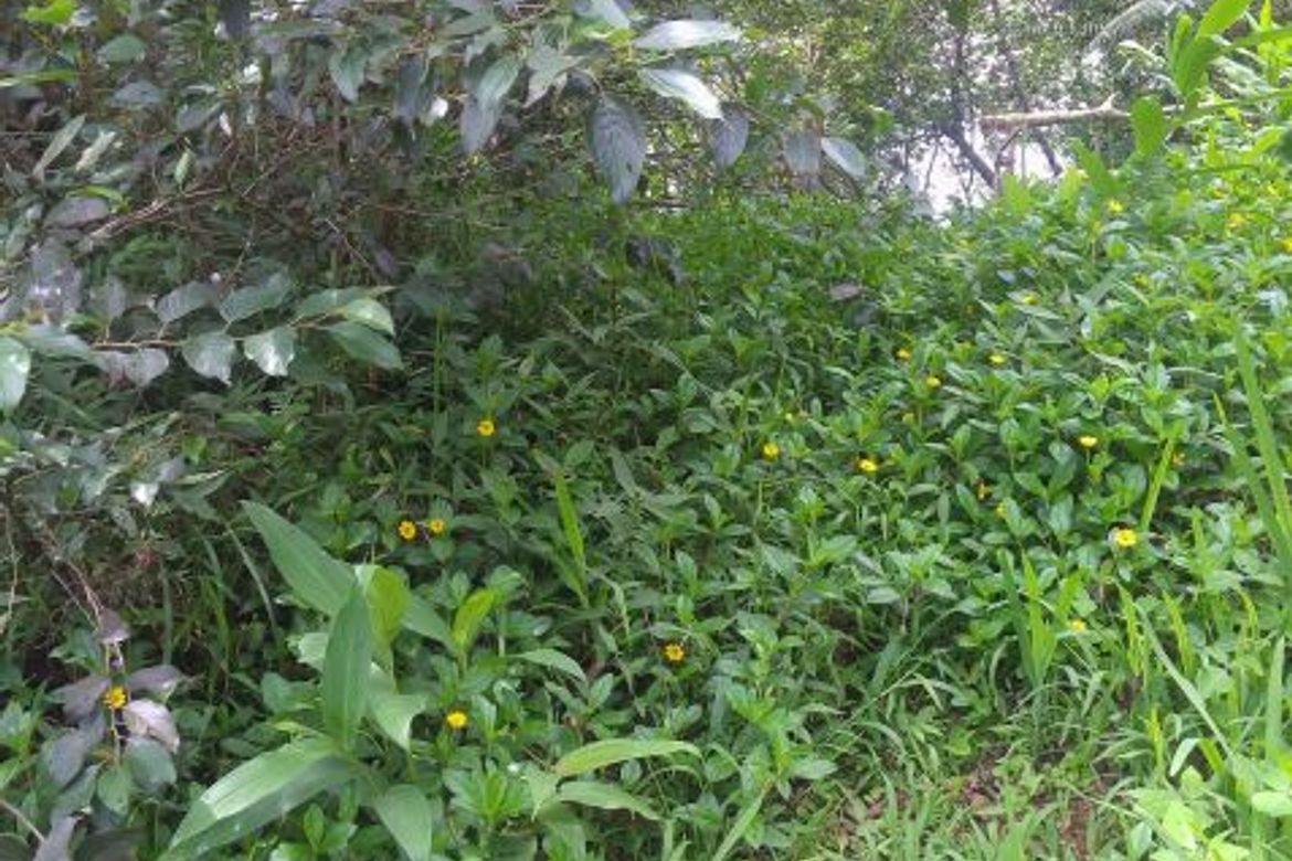 Land for Sale in Taloy Sur, Tuba, Benguet – photo 2