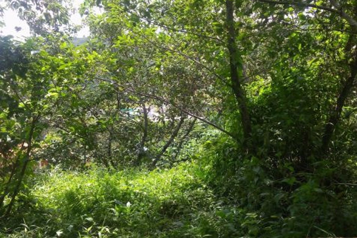 Land for Sale in Taloy Sur, Tuba, Benguet – photo 3