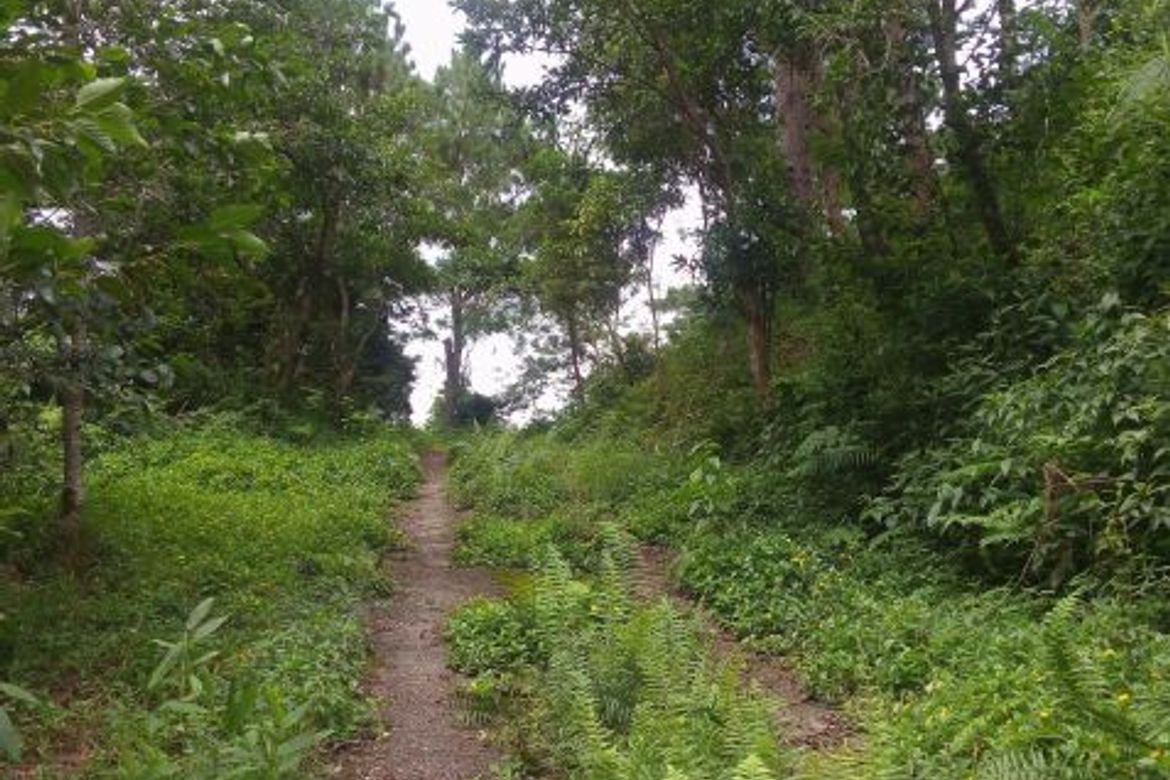 Land for Sale in Taloy Sur, Tuba, Benguet – photo 6