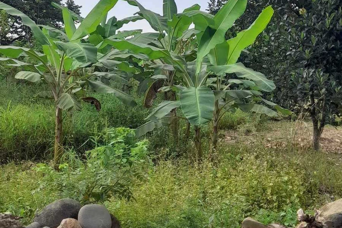 Land for Sale in Tamayong, Davao City, Davao del Sur – photo 7