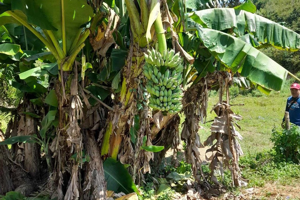 Land for Sale in Tamiao, Compostela, Cebu – photo 7