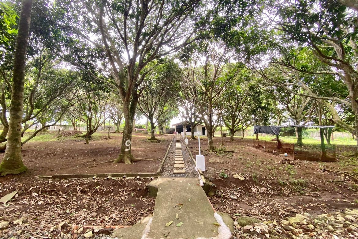 Land for Sale in Tamiao, Compostela, Cebu – photo 7