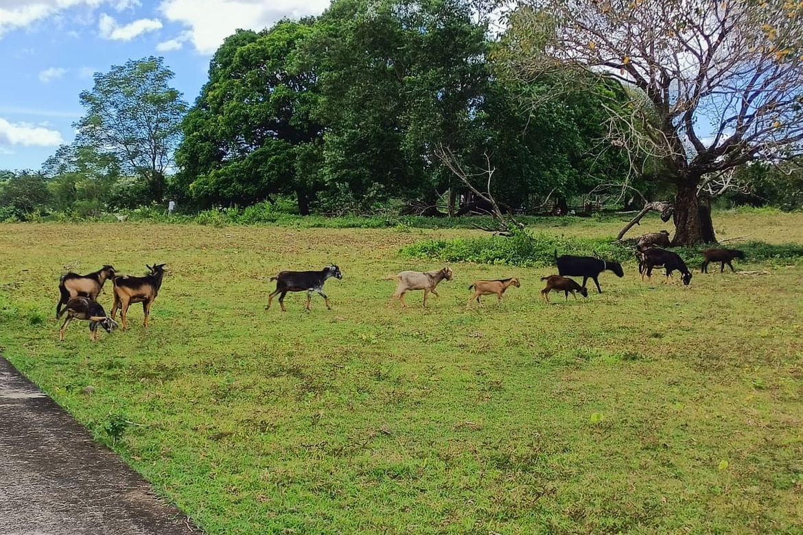 Land for Sale in Tanato, Balanga, Bataan – photo 3
