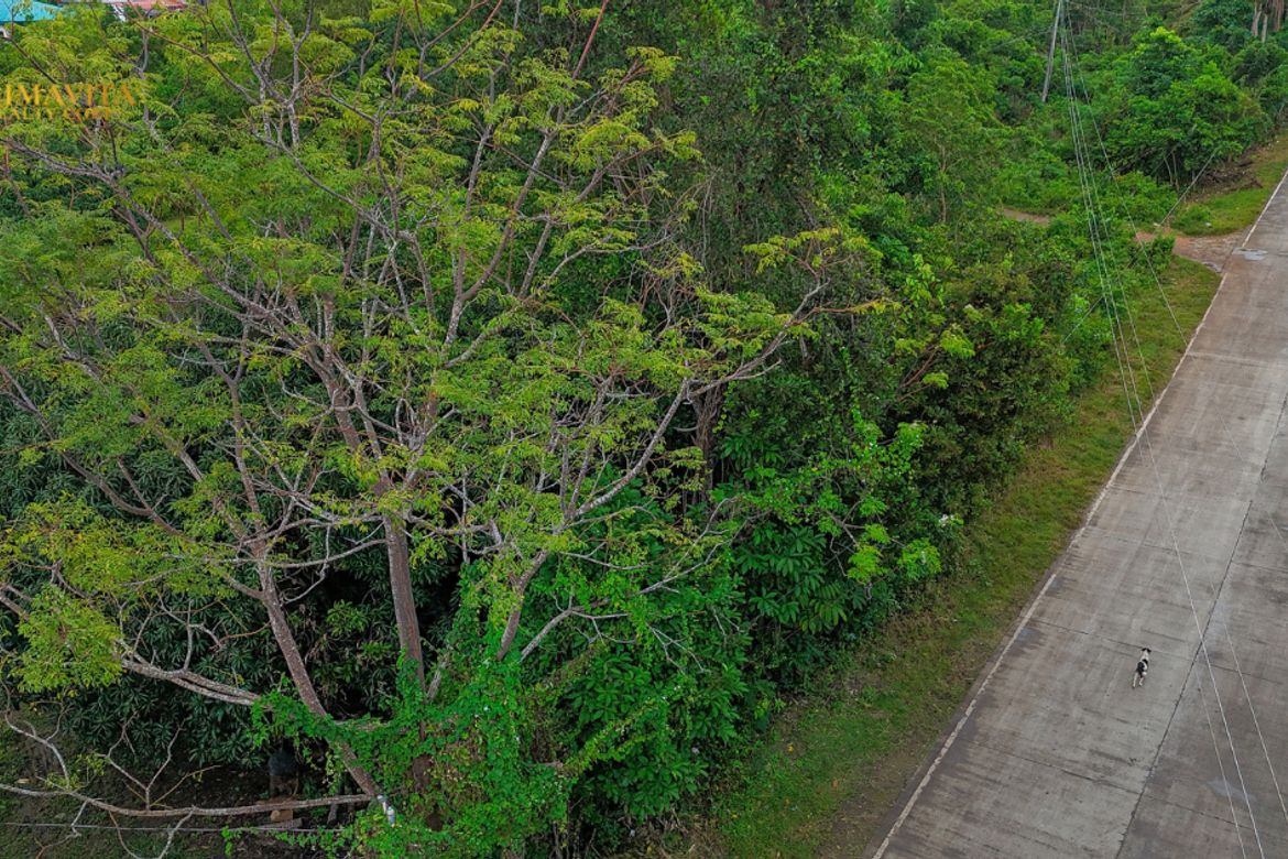 Land for Sale in Tangnan, Panglao, Bohol – photo 2