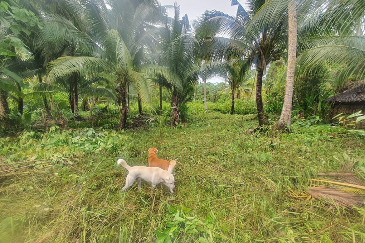 Land for Sale in Tawin-Tawin, General Luna, Surigao del Norte