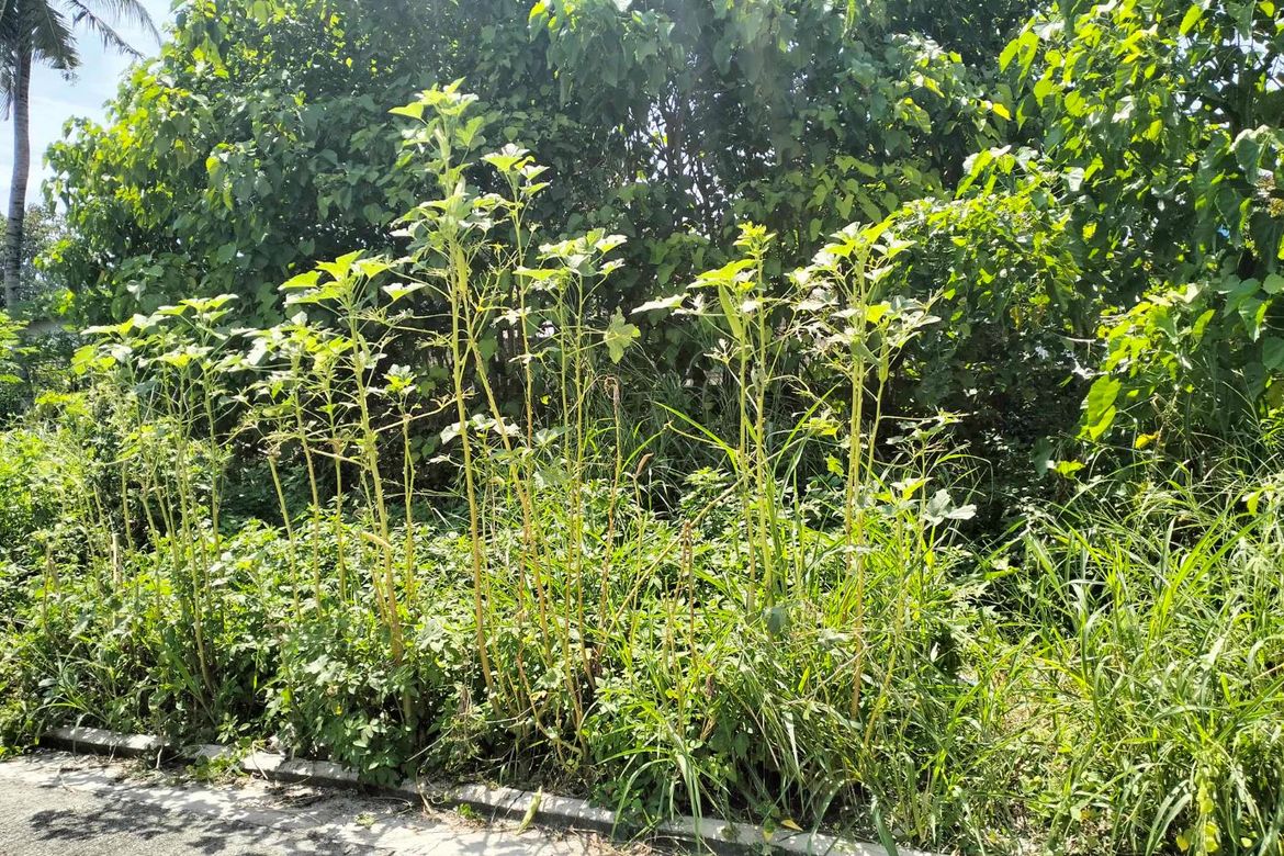 Land for Sale in Tayud, Liloan, Cebu – photo 4