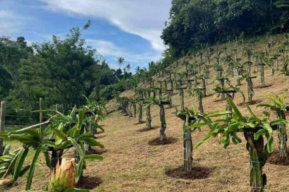 Land for Sale in Tiawe, Lucban, Quezon – photo 3