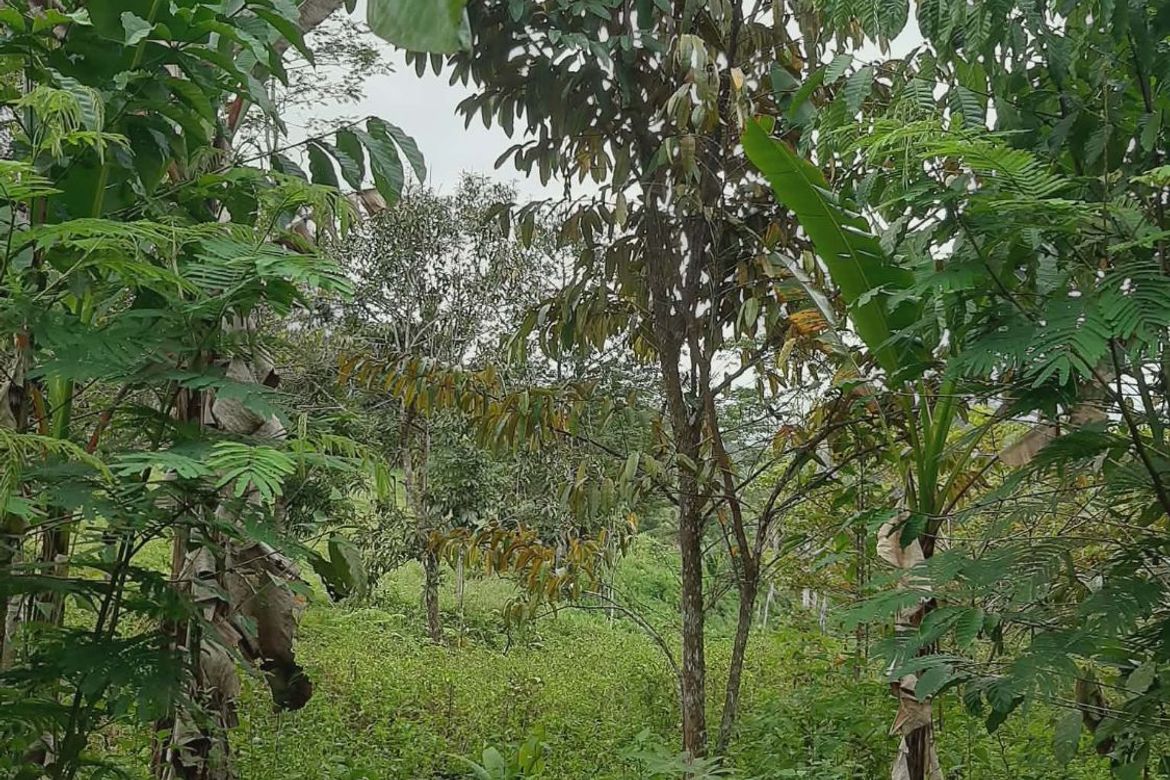 Land for Sale in Tikalaan, Talakag, Bukidnon – photo 7