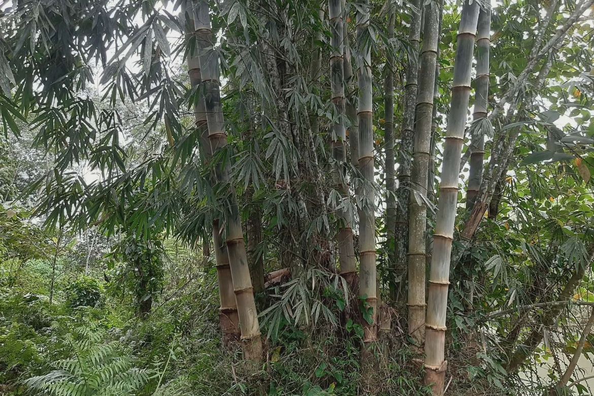 Land for Sale in Tikalaan, Talakag, Bukidnon – photo 8
