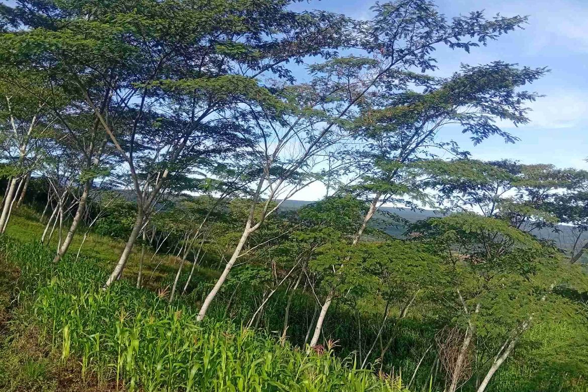 Land for Sale in Tikalaan, Talakag, Bukidnon – photo 4