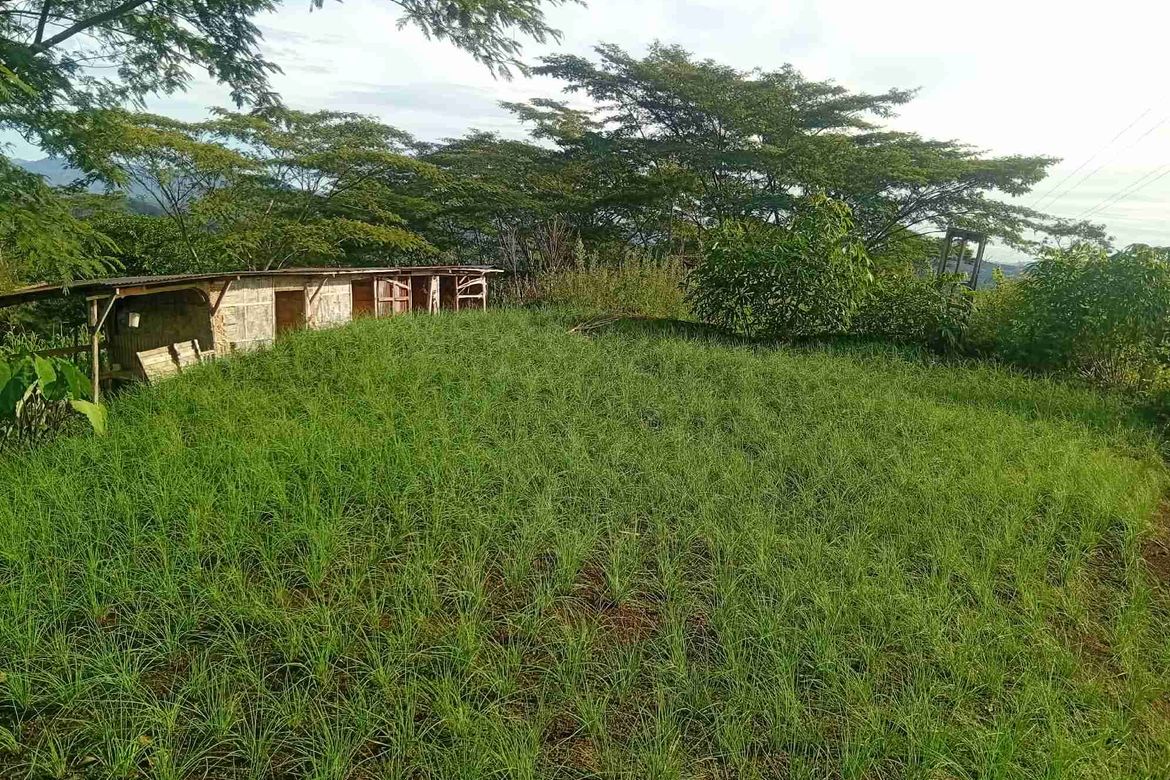Land for Sale in Tikalaan, Talakag, Bukidnon – photo 8