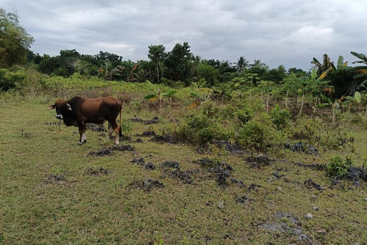 Land for Sale in Tinago, Dauis, Bohol – photo 7