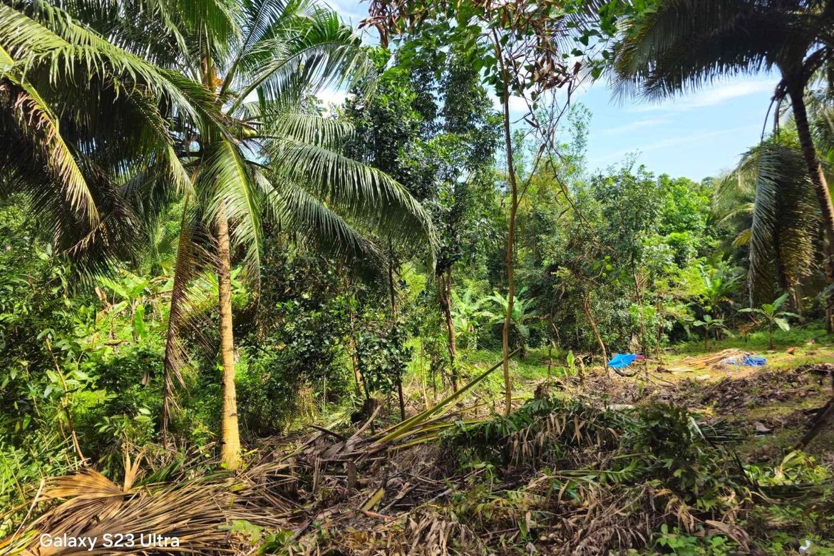 Land for Sale in Tinangnan, Tubigon, Bohol – photo 4
