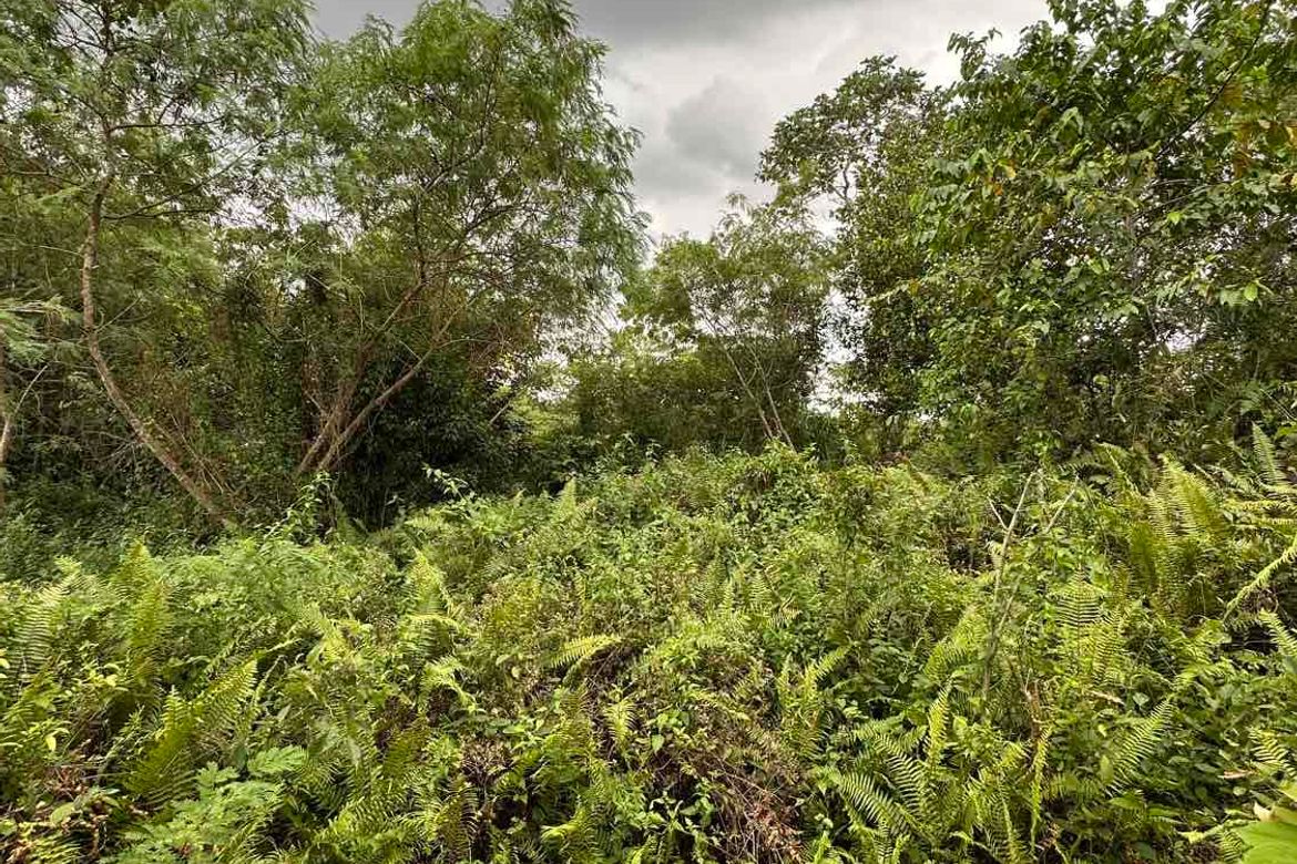 Land for Sale in Tinibgan, Maribojoc, Bohol – photo 3