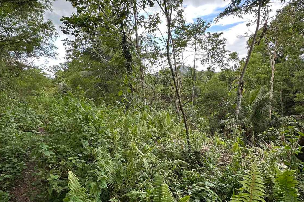 Land for Sale in Tinibgan, Maribojoc, Bohol – photo 4