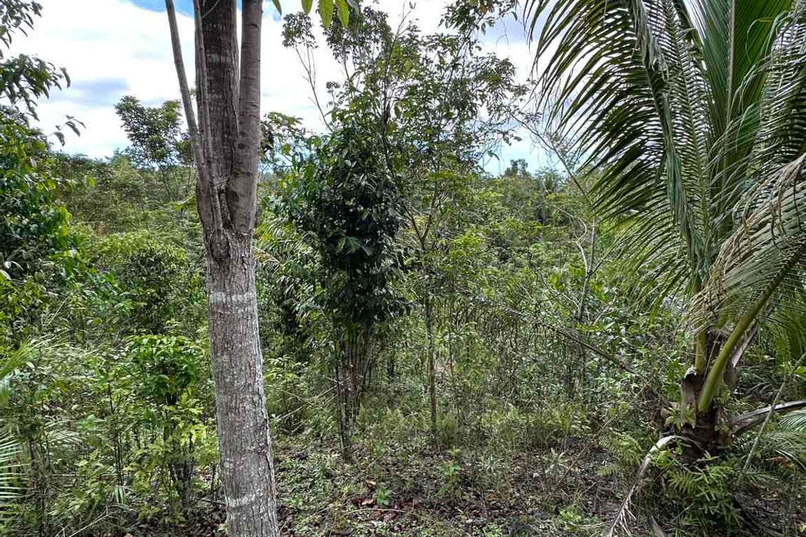 Land for Sale in Tinibgan, Maribojoc, Bohol – photo 5