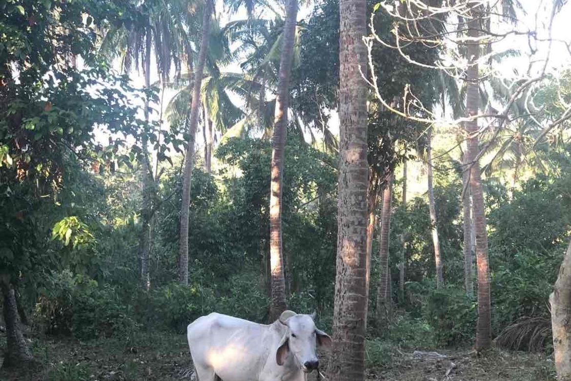 Land for Sale in Tipacan, Lipa, Batangas – photo 2