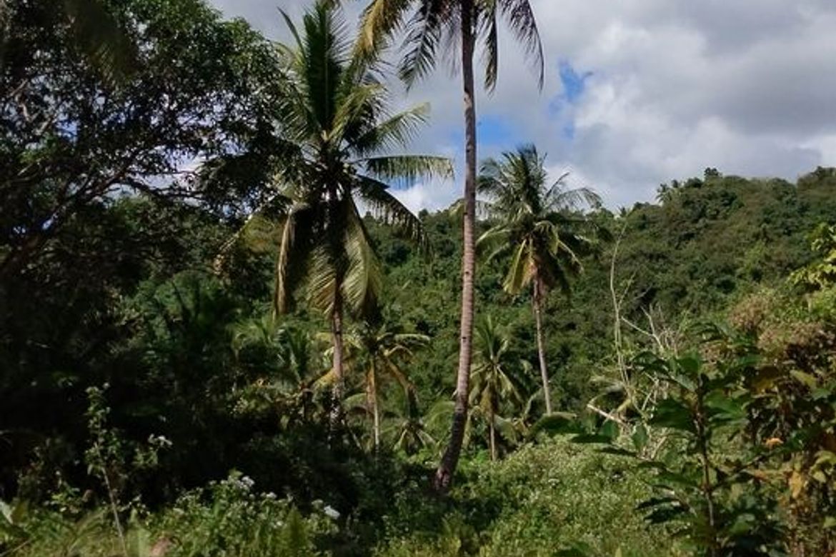 Land for Sale in Togonon, Danao, Cebu – photo 4
