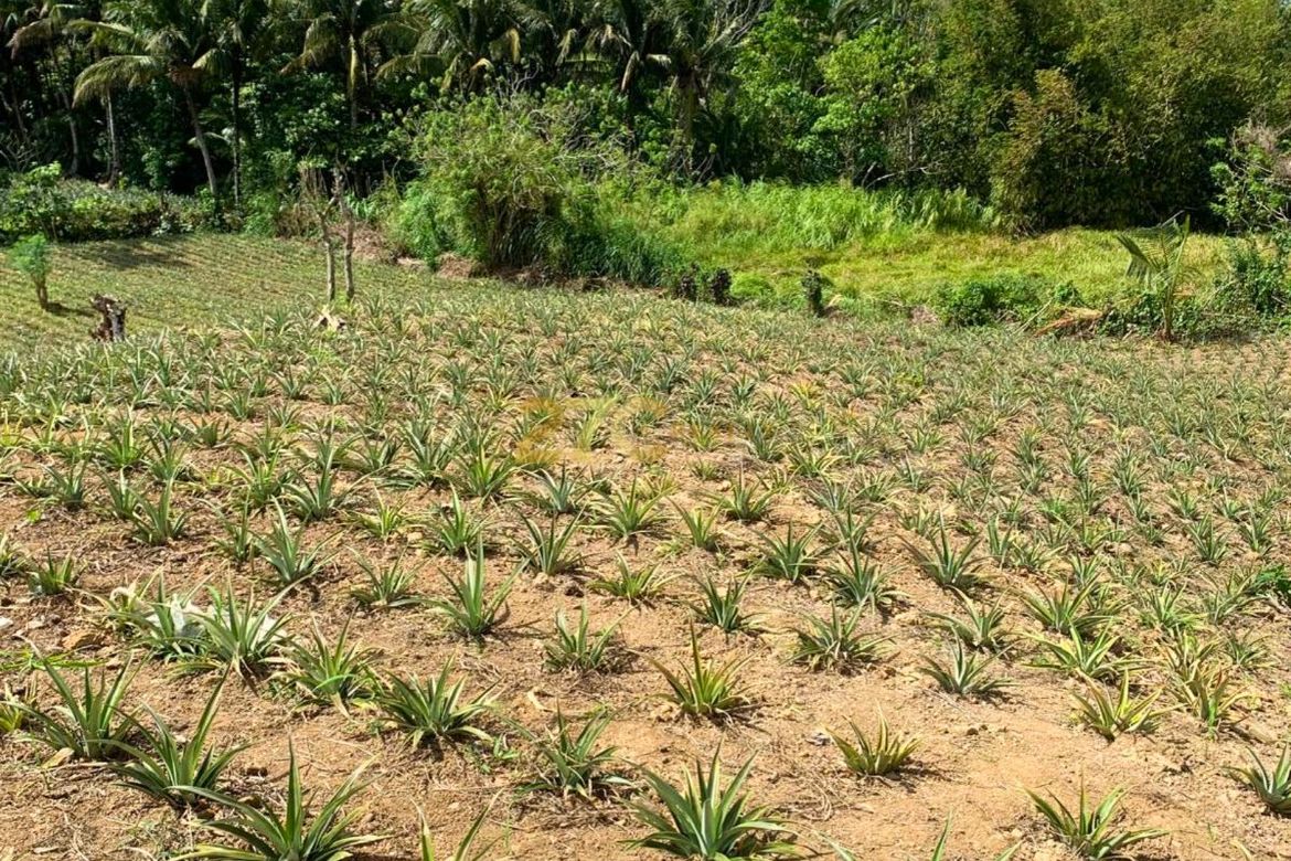 Land for Sale in Tolentino East, Tagaytay, Cavite – photo 2
