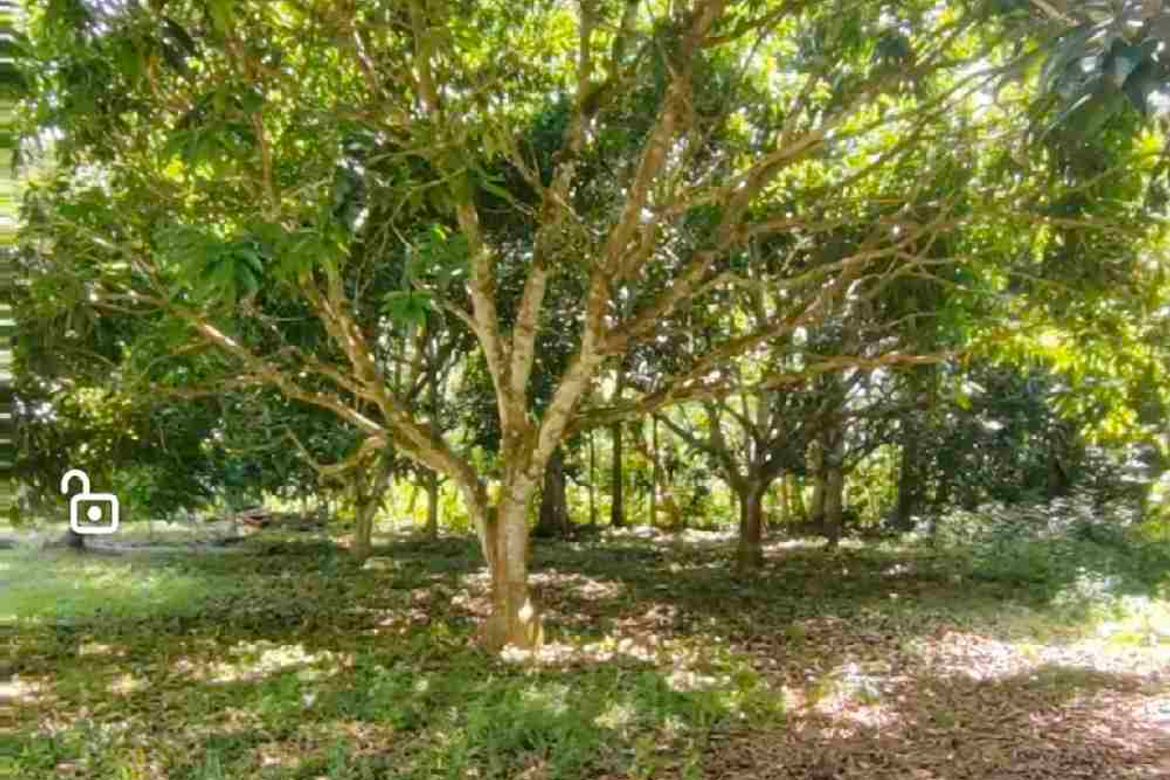 Land for Sale in Toril, Samal, Davao del Norte – photo 4