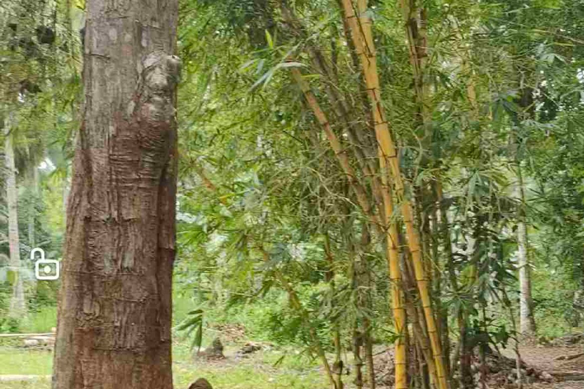 Land for Sale in Toril, Samal, Davao del Norte – photo 6