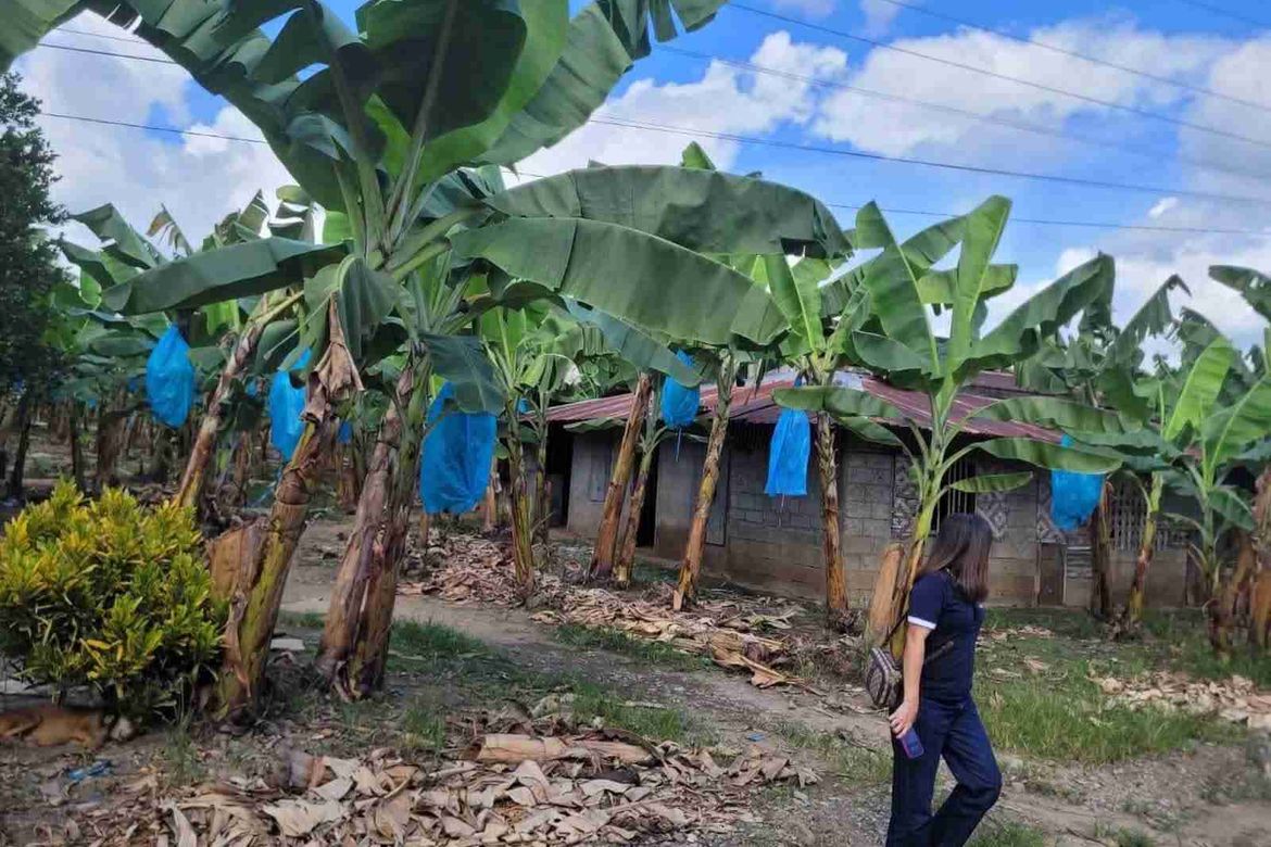 Land for Sale in Tres de Mayo, Digos, Davao del Sur – photo 6