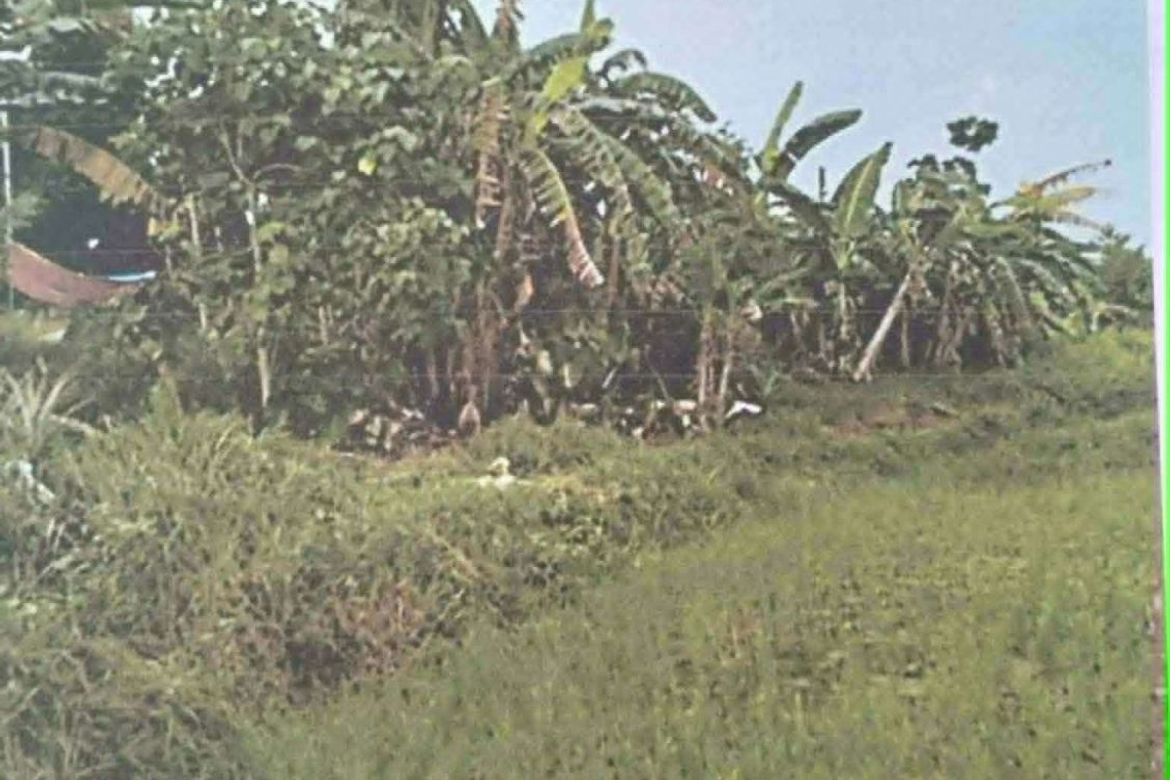 Land for Sale in Tuboran, Ubay, Bohol – photo 5
