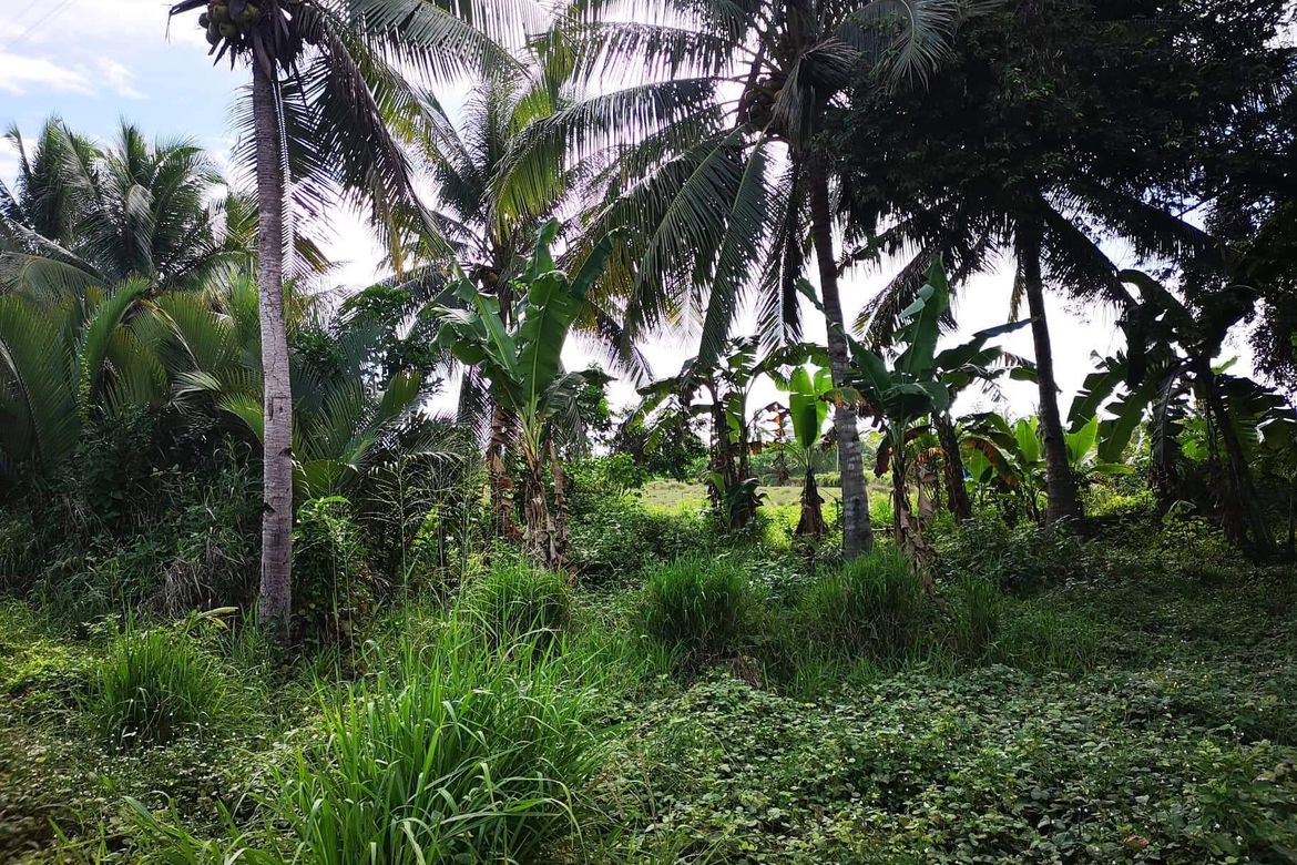 Land for Sale in Tuganay, Carmen, Davao del Norte