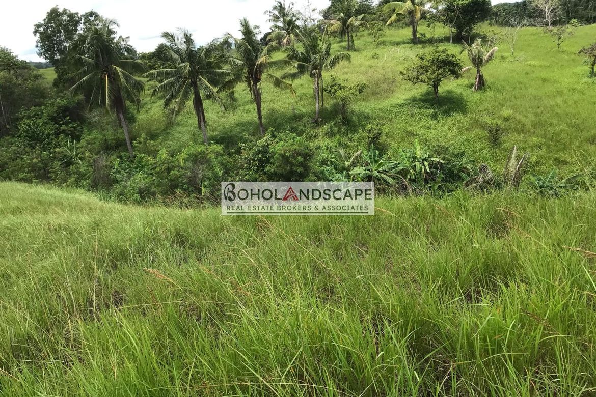 Land for Sale in Tulang, Getafe, Bohol – photo 2