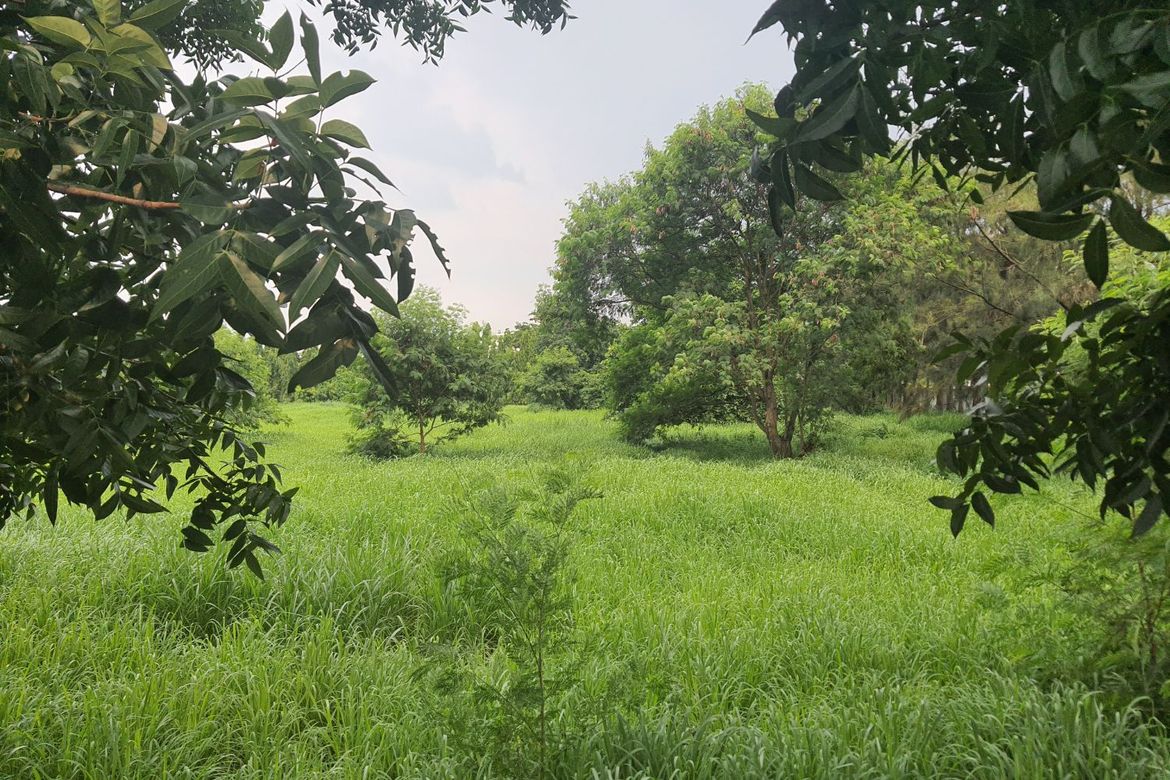 Land for Sale in Tulo, Calamba, Laguna