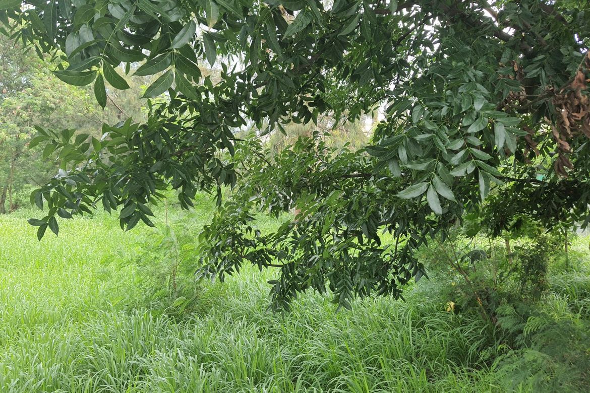 Land for Sale in Tulo, Calamba, Laguna – photo 2