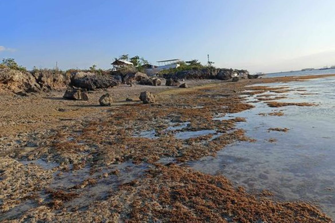 Land for Sale in Tunga, Moalboal, Cebu