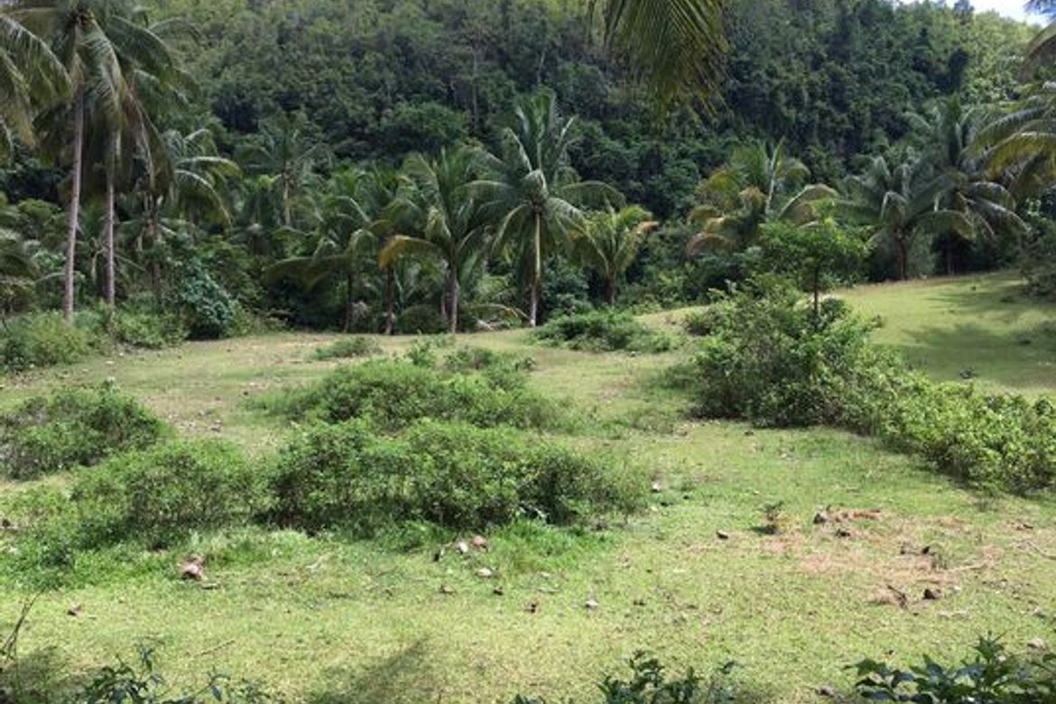 Land for Sale in Ubaub, Argao, Cebu – photo 3