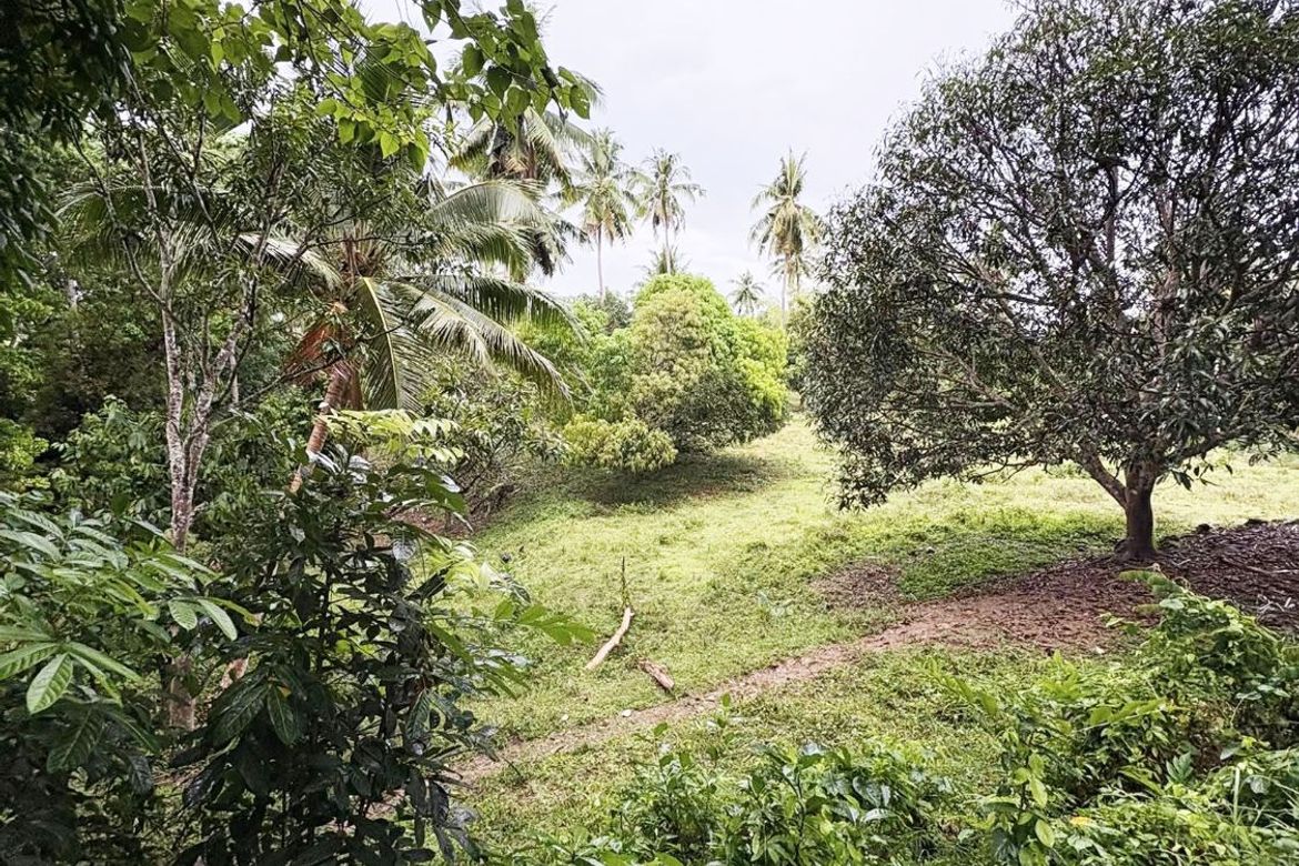 Land for Sale in Ubaub, Argao, Cebu – photo 4