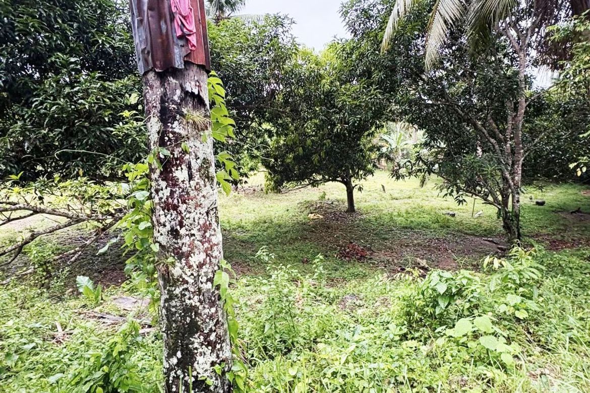 Land for Sale in Ubaub, Argao, Cebu – photo 6
