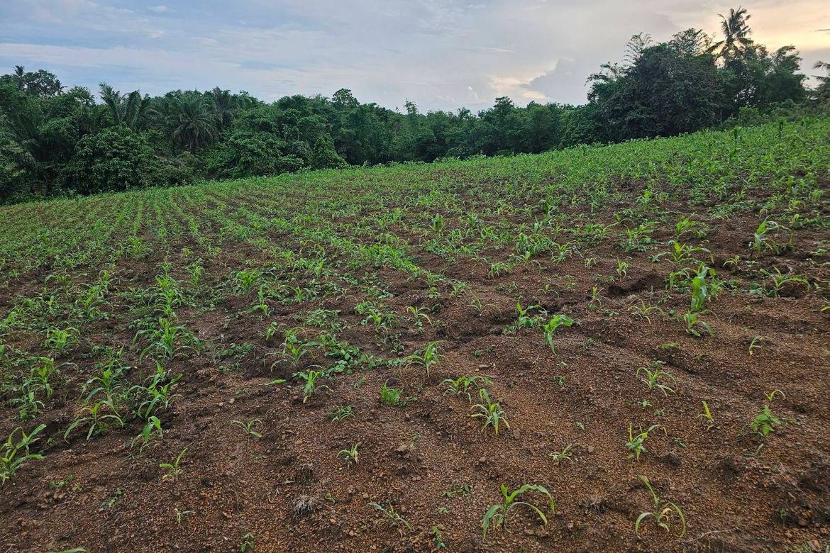 Land for Sale in Ubay, Bohol – photo 5