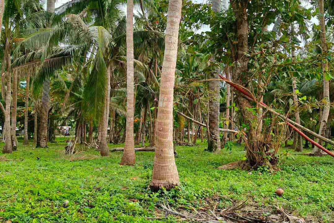 Land for Sale in Ubo, Balud, Masbate – photo 5