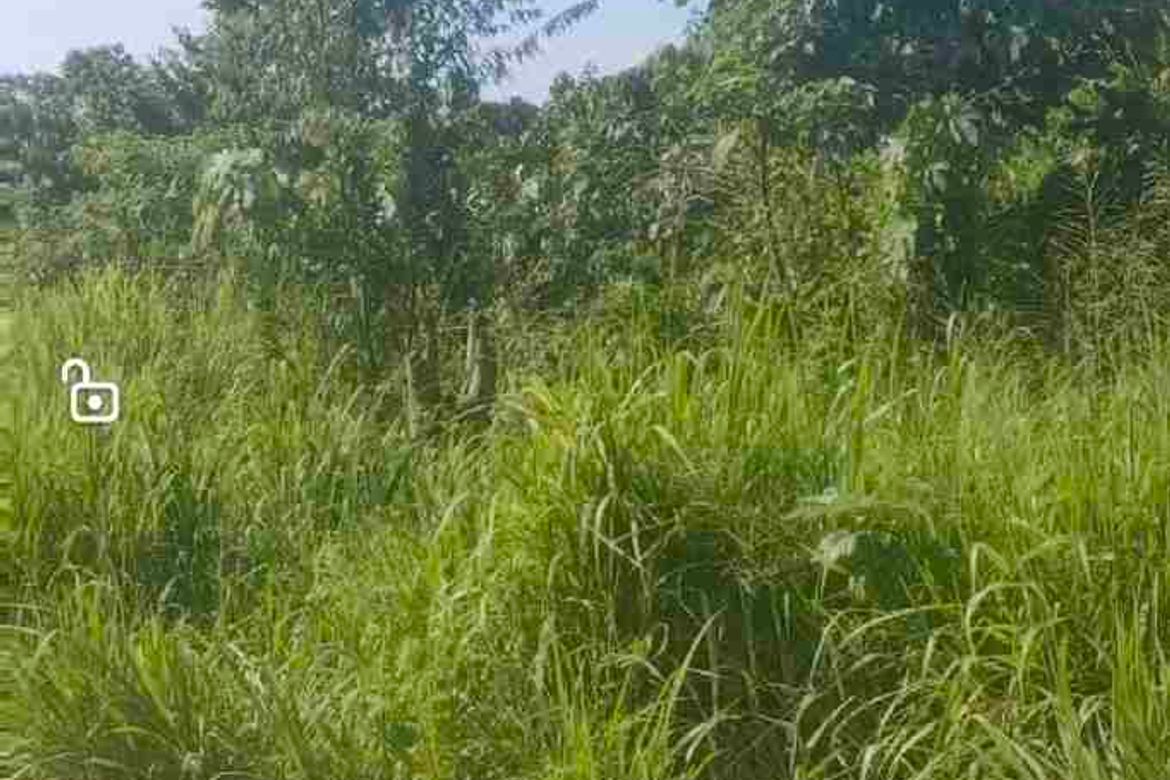 Land for Sale in Upper Licanan, Panabo, Davao del Norte – photo 7