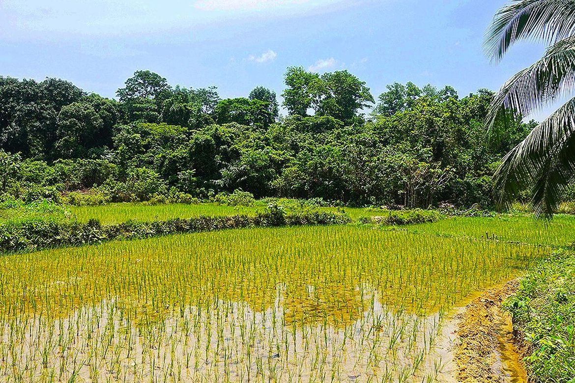Land for Sale in Villa Libertad, El Nido, Palawan – photo 2