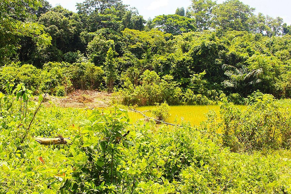Land for Sale in Villa Libertad, El Nido, Palawan – photo 6